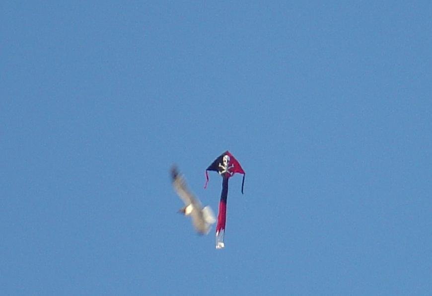 Photograph